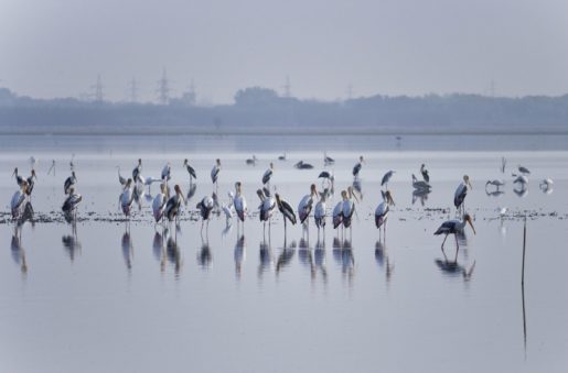 BIRDS AT OUSTERI LAKE IN PONDICHERRY