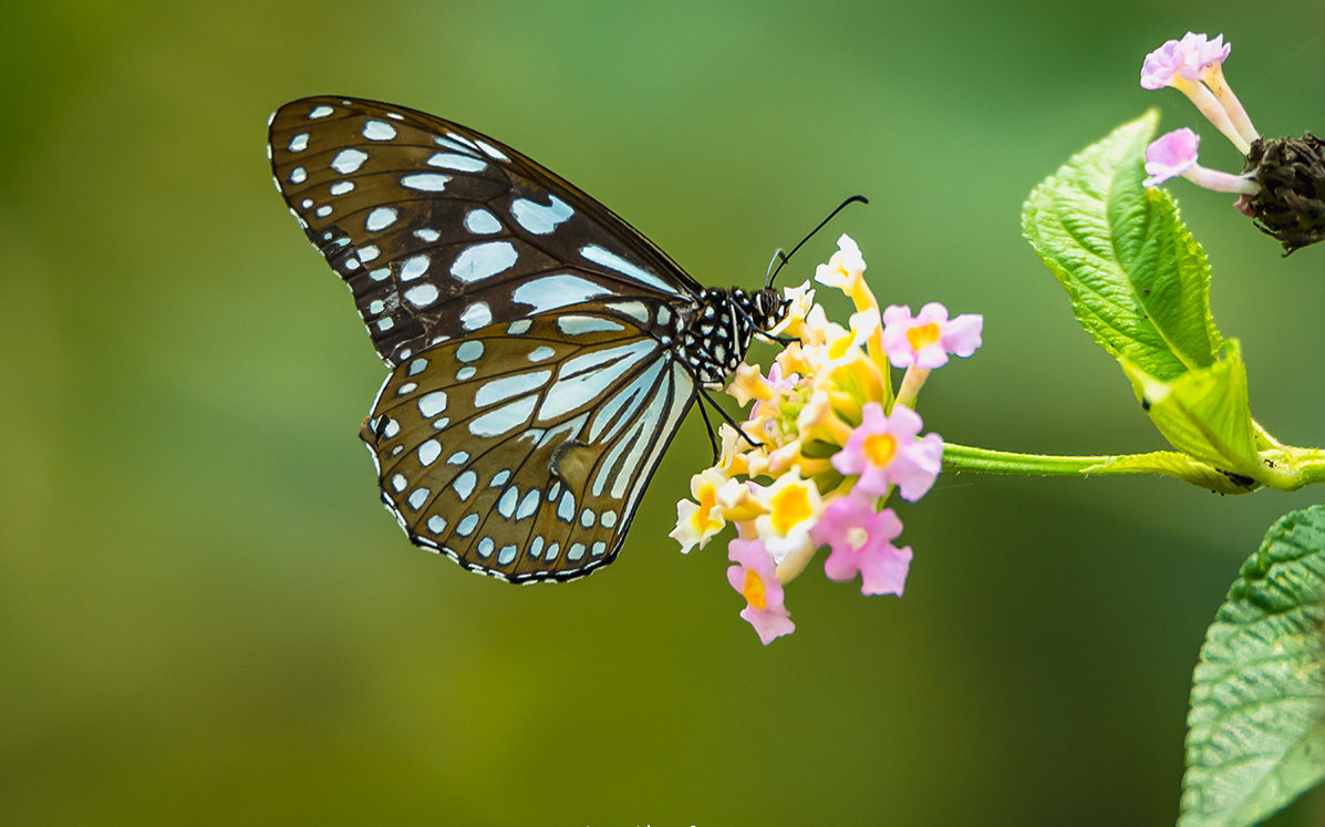 Spot and document butterflies in Pondicherry through contests and walks ...